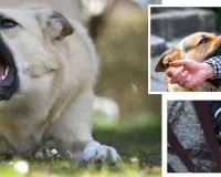 राजस्थान में ‘डॉग अटैक’ का खतरा : ‘स्कूल गेट से लेकर घर की चौखट तक’... हर दिन 400 से ज्यादा लोग हो रहे शिकार