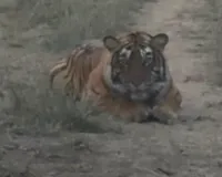 असर खबर का - मुकुंदरा में री-वाइल्डिंग की बड़ी छलांग - बाघिन एमटी- 7 अब 5 से 21 हेक्टेयर एनक्लोजर में शिफ्ट