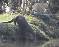 जमुनिया आईलैंड में आबाद हो रही जल मानुष की दुनिया, आसपास के इलाकों में भी बढ़ रहा इनका फैलाव