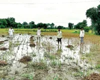  असर खबर का : फसलों के नुकसान का सर्वे शुरू, खेतों में उतरी टीमें