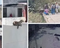 रींगस में पैंथर की दहशत : घर के बाहर महिला पर किया हमला, गंभीर रुप से घायल; ट्रेंकुलाइज का प्रयास जारी