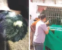  घरों व दुकानों में घुसकर चुराता था खाना, बस्तियों को बना लिया था फूड कोर्ट