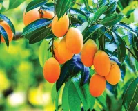 आम राजा अल्फांसो अप्रैल में देगा दस्तक, महाराष्ट्र के देवगढ़ और रत्नागिरी से होगी आवक