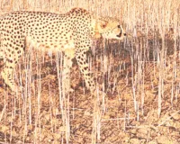 किसान खेतों में जाने से कतरा रहे : गैंता के पास बना है चीते के शावक का मूवमेंट, ग्रामीणों में दहशत 