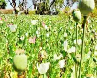 ऑपरेशन विषभीषण : ANTF का तगड़ा प्रहार, 58 किलो अफीम जब्त कर बचाईं करोड़ों ज़िंदगियाँ 