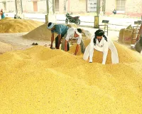 असर खबर का - किसानों को मिला अब बोनस का तोहफा, 16 मार्च से शुरू होगी गेहूं की एमएसपी पर खरीद