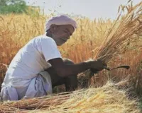 किसानों के लिए राहत की खबर : बेमौसम बारिश से फसल खराब होने पर मिलेगा बीमा क्लेम, 72 घंटे में सूचना देना अनिवार्य 