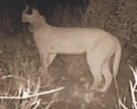 रेगिस्तान में मिला दुर्लभ कैरेकल का कुनबा, रेडियो कॉलर कैमरे में तस्वीरें कैद