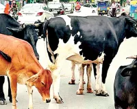 दुधारू गाय को खुला छोड़ना पड़ रहा भारी, एक बार में 56 सौ रुपए लग रहा जुमार्ना