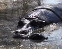 धुलंडी के दिन हुआ जन्म : मां और शावक पूरी तरह स्वस्थ, सुरक्षा के लिए नर हिप्पो ‘राजा’ को रखा गया अलग 