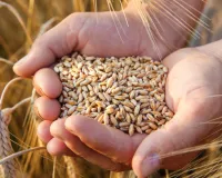 प्रदेश में 10 मार्च से शुरू होगी समर्थन मूल्य पर गेहूं की खरीद : कुल 383 क्रय केंद्र स्थापित, 25 जून तक होगा ऑनलाइन पंजीकरण