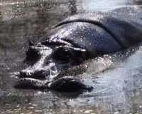 नाहरगढ़ बायोलॉजिकल पार्क से अच्छी ख़बर : मादा हिप्पो ने एक बच्चे को दिया जन्म, जानें अब कितनी हो गई हिप्पो की संख्या