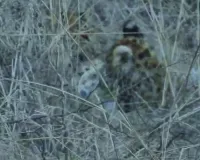 झालाना में नन्हे शावक बने पर्यटकों के लिए खास आकर्षण : अटखेलियां करते और दौड़ते हुए कैमरे में कैद, लगातार हो रही साइटिंग