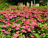 फूलों की बहार दे रही सौहार्द और एकता का संदेश, रंगीन फूलों से सजे पेड़-पौधे प्रस्तुत कर रहे मनमोहक दृश्य