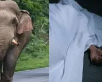 कोडरमा में जंगली हाथी का कहर: महुआ चुनने गई महिला की मौत, 4 दिनों में 3 लोगों की खा गए जिंदगी