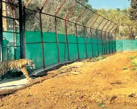 जरा देखूं तो कैसा है मेरा घर का आंगन, टाइग्रेस ने किया शिकार, रास आ रहा मुकुंदरा