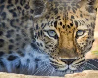 हाथी गांव में दिखा लेपर्ड: फोटो हो रही वायरल, लोगों को सतर्क रहने की सलाह