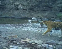 रणथंभौर की खंडार रेंज में मृत अवस्था में मिली बाघिन टी 94,बाघिन के लंग्स फेलियर बताया जा रहा मौत का कारण