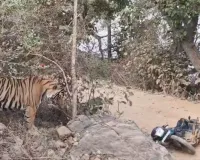 रणथंभौर में टला हादसा : गश्त के दौरान वनकर्मियों के सामने आया टाईगर, बाइक छोड़कर भागे, देखें वीडियो