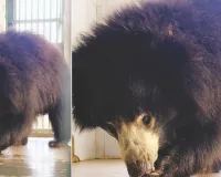 गर्मी ने दिखाए तेवर : राहत के लिए भालू खा रहा आइसक्रीम, तापमान 42°C के करीब