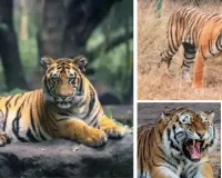 मुकुंदरा-रामगढ़ में बाघिनों की लाइफ स्टडी, तीसरे चरण से पहले हर मूवमेंट पर पैनी नजर