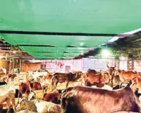 नगर निगम कैथून में भी बनाएगा गौशाला, आयुक्त ने अधिकारियों के साथ देखी जमीन