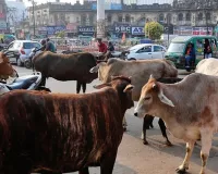 अब हर आवारा पशु की होगी पहचान : यूनिक आईडी से होगी ट्रैकिंग, जानें इस पहल से क्या बदलेगा