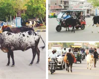 यातायात में खलल : सड़क पर मूविंग ट्रैफिक नहीं, मूविंग पशु; वाहन चालकों को बदलना पड़ा रास्ता