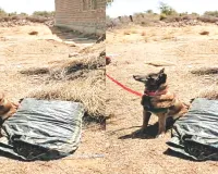 एएनटीएफ का तस्करों पर शिकंजे की गोल्डन जुबली : छह माह में 50 इनामी सलाखों के पीछे, तस्करों के खिलाफ कार्रवाई लगातार जारी