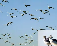 मिडिल ईस्ट में युद्ध : परिंदे भी हुए बेघर, दूसरे देशों में ढूंढ रहे बसेरा, सर्दियों में हर साल मध्य एशिया और सेंट्रल यूरोप से कोटा आते हैं पक्षी