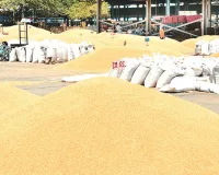 असर खबर का : गेहूं खरीद के नियमों में मिली महत्वपूर्ण छूट, प्रभावित किसानों को बड़ी राहत