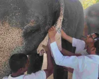 हाथी गांव में लगा स्वास्थ्य जांच कैंप : हाथियों की सेहत पर वन विभाग की खास नजर, विशेषज्ञ डॉक्टरों की टीम ने लिए सैंपल