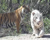 संघर्ष से शौर्य तक : मां के बिना पले भीम-स्कंधी अब नाहरगढ़ टाइगर सफारी के सरताज