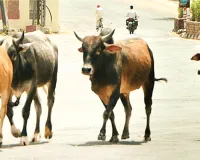 आमजन के लिए खतरा सांड, फिर भी सड़कों पर बसेरा