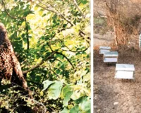 सावधान: मधुमक्खियों का छत्ता तोड़ा तो 3 साल की जेल