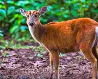 नाहरगढ़ बायोलॉजिकल पार्क फिर विवादों में : बार्किंग डियर लापता, सुरक्षा पर उठे गंभीर सवाल ; मॉनिटरिंग व्यवस्था फेल 
