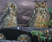 मुकुंदरा और शेरगढ़ के जंगलों में आबाद हो रही उल्लुओं की दुनिया