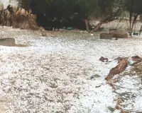 ओलों के सफेद धोरे : जयपुर, अजमेर, बीकानेर सहित कई जगह तेज अंधड़ के साथ बारिश, फसलों को नुकसान