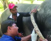 विशेष स्वास्थ्य शिविर : हाथियों की आंख, खून और लार के लिए नमूने, विस्तृत जांच के लिए राज्य रोग निदान केंद्र भेजा