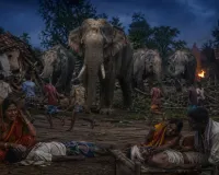 झारखंड के कोड़रमा में हाथियों का कहर : दो की मौत, तीन घायल, ग्रामीणों में दहशत