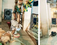गायों को भी मिलेगी गर्मी से राहत, बीच-बीच में पानी का छिड़काव 