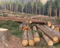 जंगलों की कीमत पर भविष्य के सपने