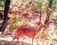 बुद्धपूर्णिमा की धवल चांदनी में सम्पन्न हुई कुम्भलगढ़ अभयारण्य के रेंजों में वन्यजीव गणना, अठखेलियां हुईं कैमरे में ट्रैप