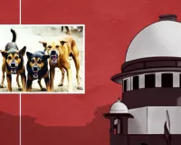 आवारा कुत्तों से जुड़ा मामला : सुप्रीम कोर्ट का पुराने आदेश में संशोधन से इंकार, एनजीओ की याचिका खारिज