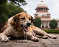 सुप्रीम कोर्ट का बड़ा फैसला, रैबीज पीड़ित कुत्ताें को दया मृत्यु देने की अनुमति संबंधी एनजीओ की याचिका पर सुनवाई से इनकार