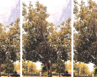विश्व पर्यावरण दिवस : 10 साल में बिग-बी का अमित वृक्ष बना पक्षियों की लाइफ लाइन