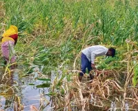 भण्डेड़ा में जलभराव समस्या पर किसानों की मांग तेज, जानें पूरा मामला 