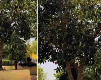 विश्व पर्यावरण दिवस : 10 साल में बिग बी का बरगद अमित वृक्ष बना, जयपुर वैक्स म्यूजियम की लाइफलाइन