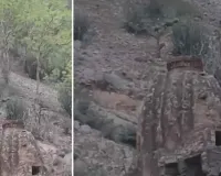 पहाड़ी क्षेत्र में एक साथ नजर आए चार लेपर्ड, बंदरों का शिकार करते हुए कैमरे में कैद, वीडियो सोशल मीडिया पर वायरल