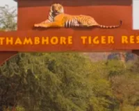 सोशल मीडिया पर वायरल शावकों की तस्वीरों पर रणथम्भौर प्रशासन का स्पष्टीकरण, फर्जी व भ्रामक सामग्री से सावधान रहने की अपील 